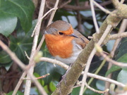 8th Mar 2021 - Little Robin Redbreast