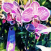 I LOVE These Orchids by yogiw