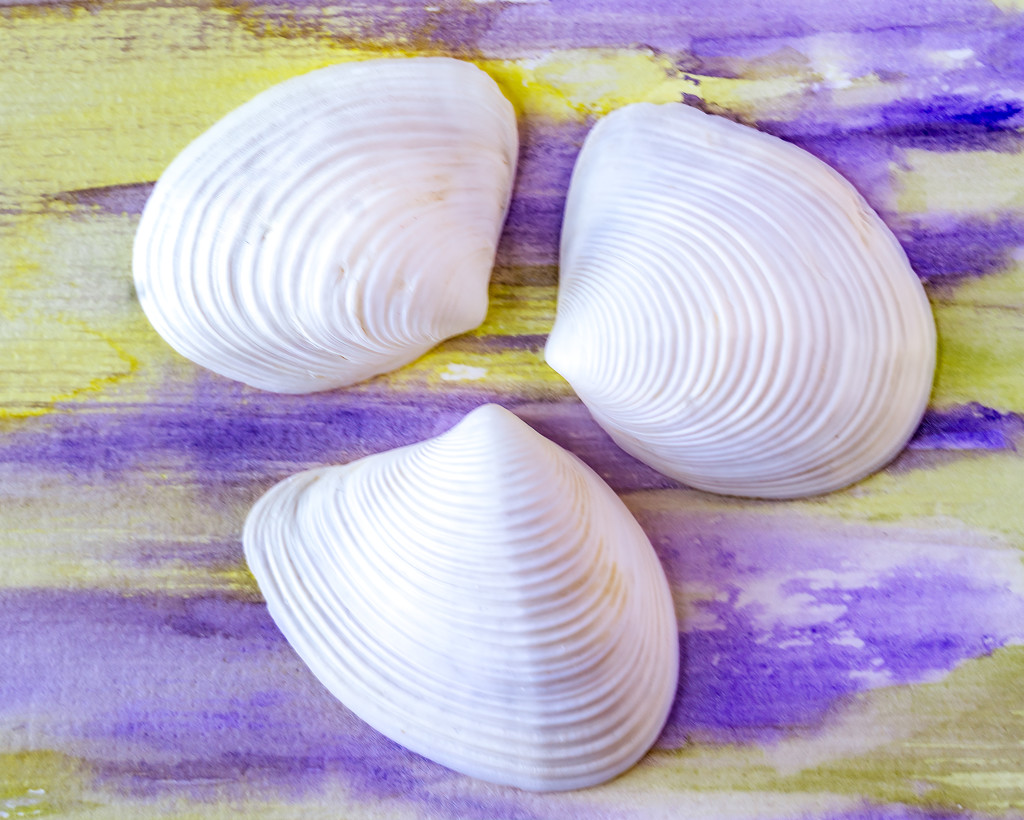 shells by jernst1779