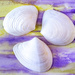 shells by jernst1779
