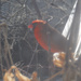 Red Cardinal by spanishliz