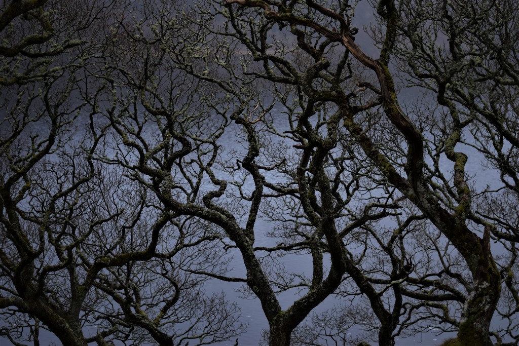 Inverlonan oaks by christophercox