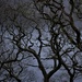 Inverlonan oaks by christophercox