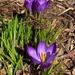 My first crocus by tunia