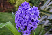 8th Mar 2021 - Hyacinth