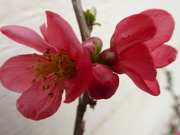 8th Mar 2021 - Japonica