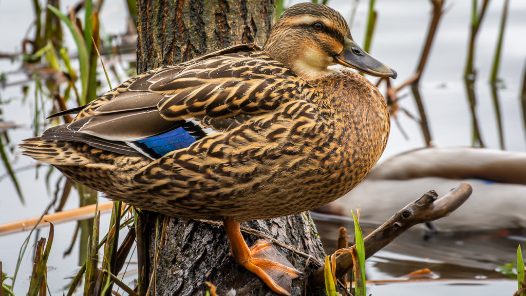 Tree duck by iqscotland