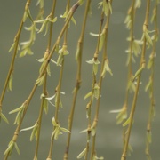 8th Mar 2021 - willow curtain