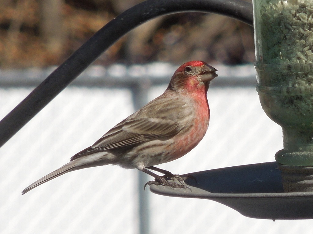 3-8-21 house finch by bkp