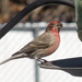 3-8-21 house finch by bkp