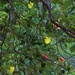 Native Cottonwood or Coastal Hibiscus ~     by happysnaps