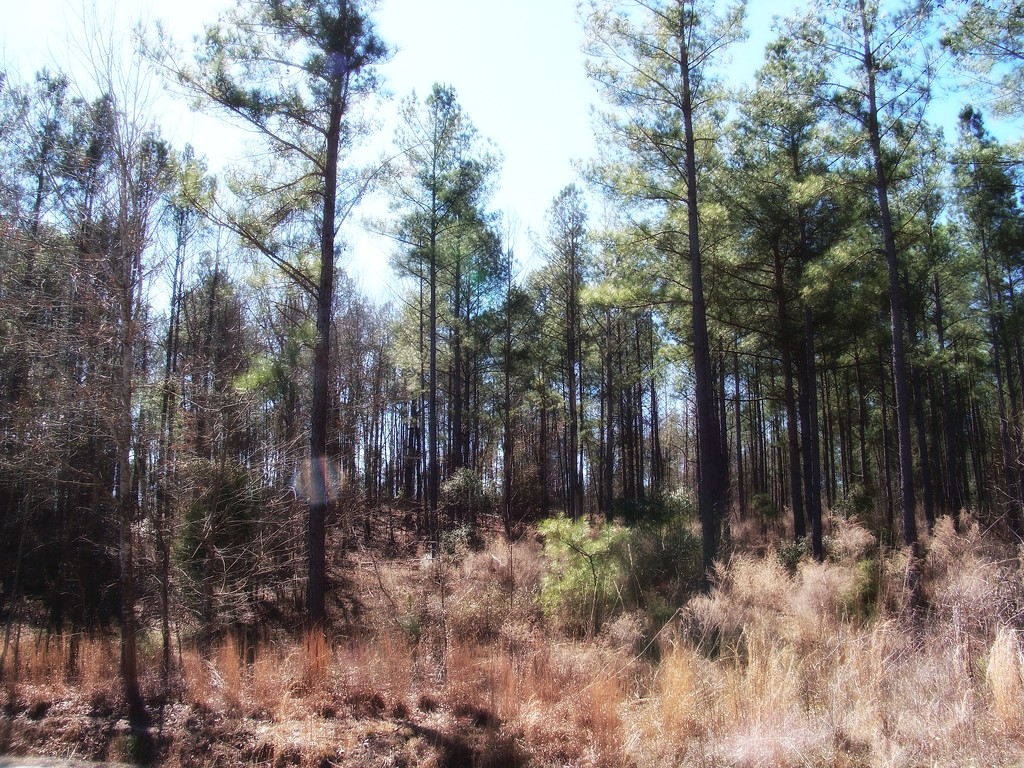 Carolina in the pines... by marlboromaam