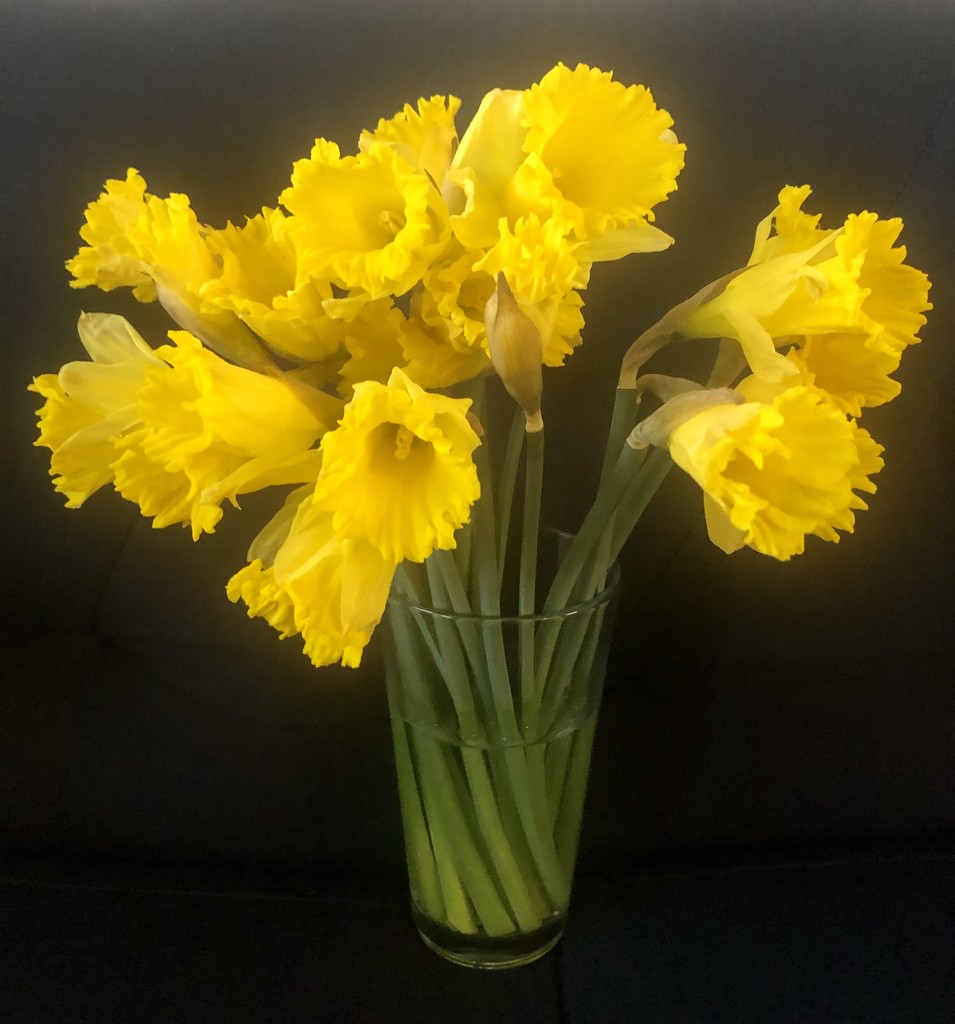 Daffodils  by lisaconrad