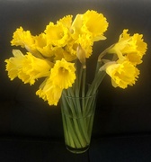 6th Mar 2021 - Daffodils 