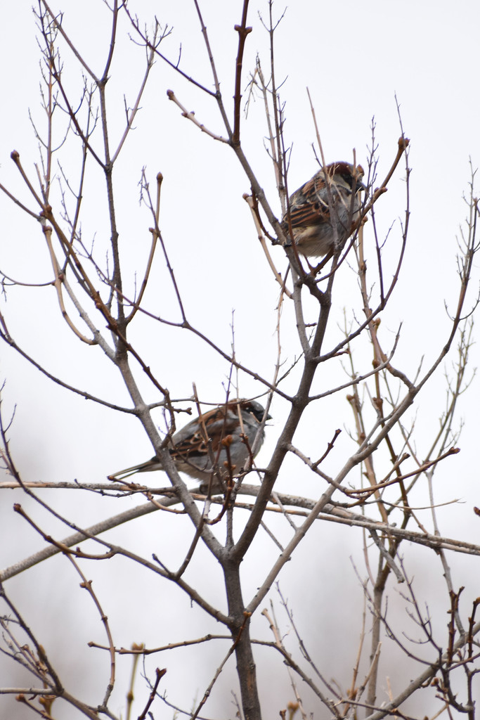Two Sparrows by bjywamer