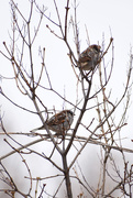 8th Mar 2021 - Two Sparrows