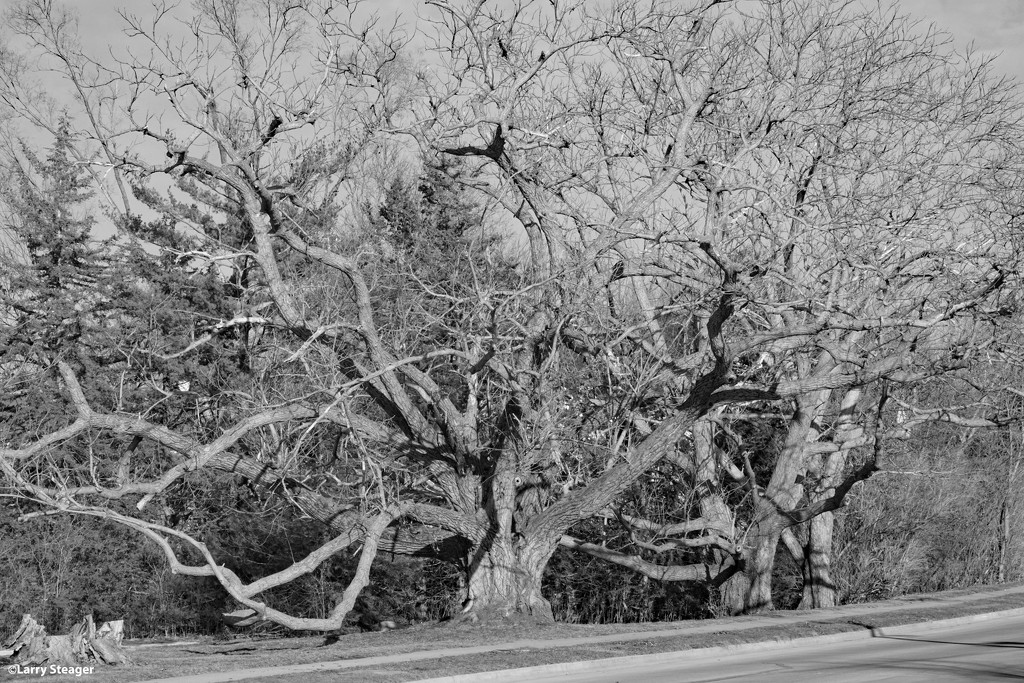 Very old Black Walnut tree B&W by larrysphotos