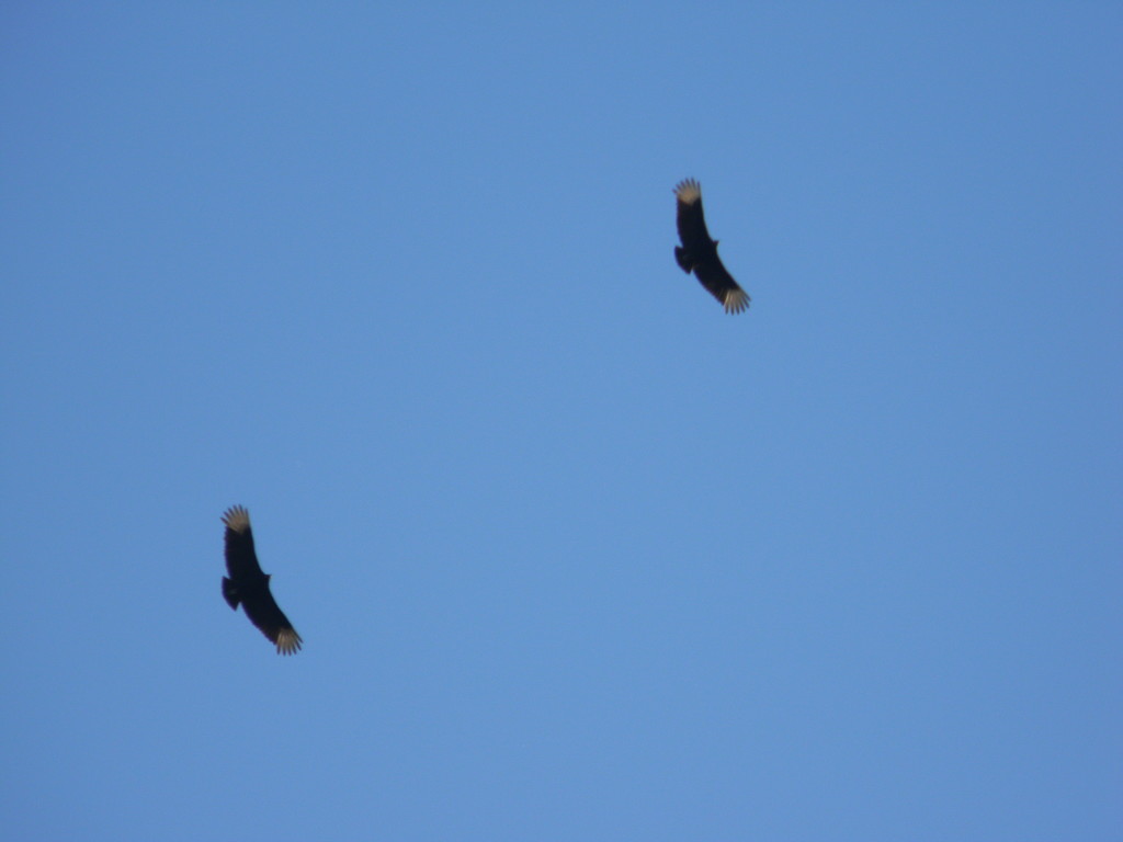 Two Turkey Vultures by sfeldphotos