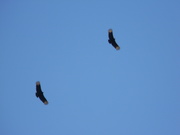 8th Mar 2021 - Two Turkey Vultures