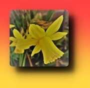9th Mar 2021 - Daffodil