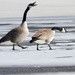 goofy geese by amyk