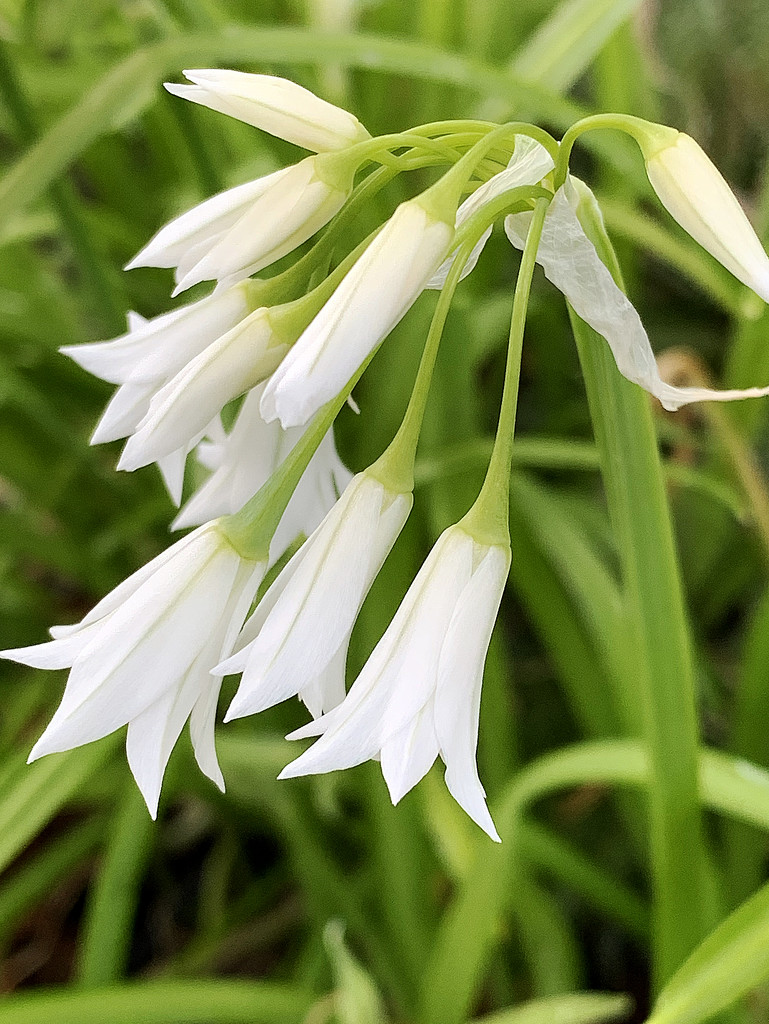 Wild white onion flowers by shookchung