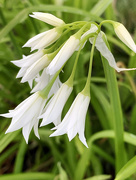 8th Mar 2021 - Wild white onion flowers