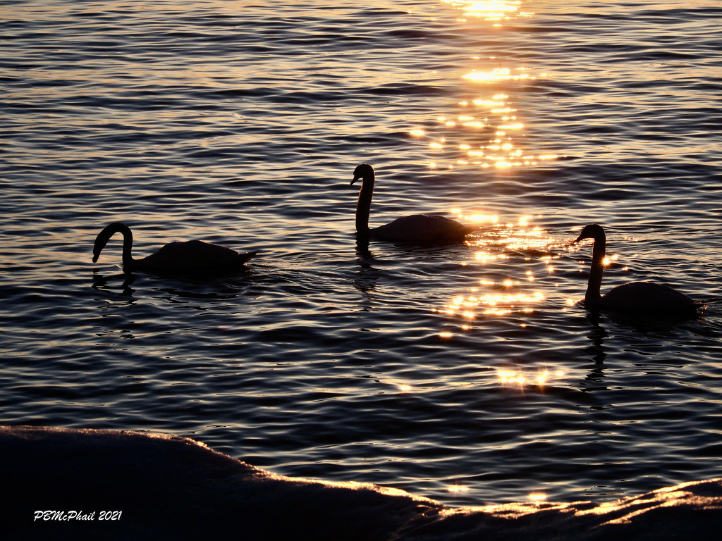 Swans and Sparkles by selkie