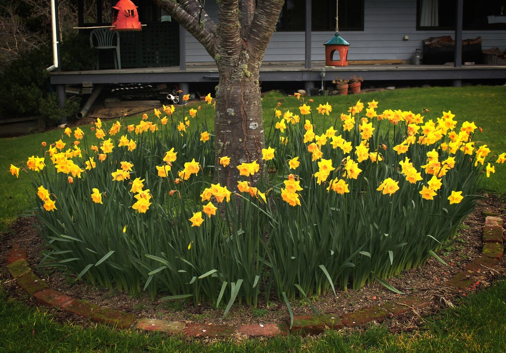 Daffodils in spring by kiwinanna