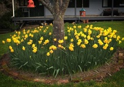 3rd Mar 2021 - Daffodils in spring