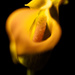 A Miniature Calla Lilly  by tosee