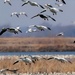 Gliding Snow Geese by lynnz