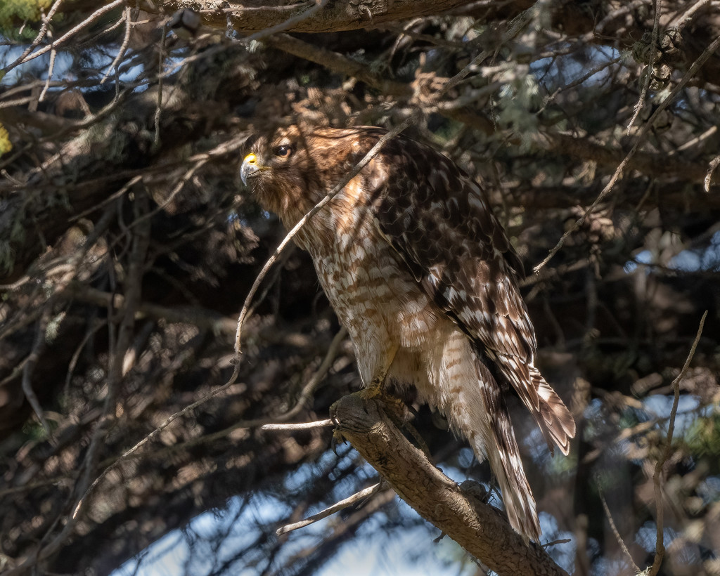 Well camouflaged Red-shouldered Hawk by nicoleweg