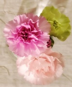 8th Mar 2021 - carnations