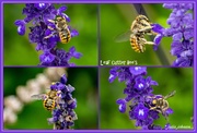 9th Mar 2021 - Leaf Cutter Bee's..