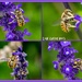 Leaf Cutter Bee's.. by julzmaioro