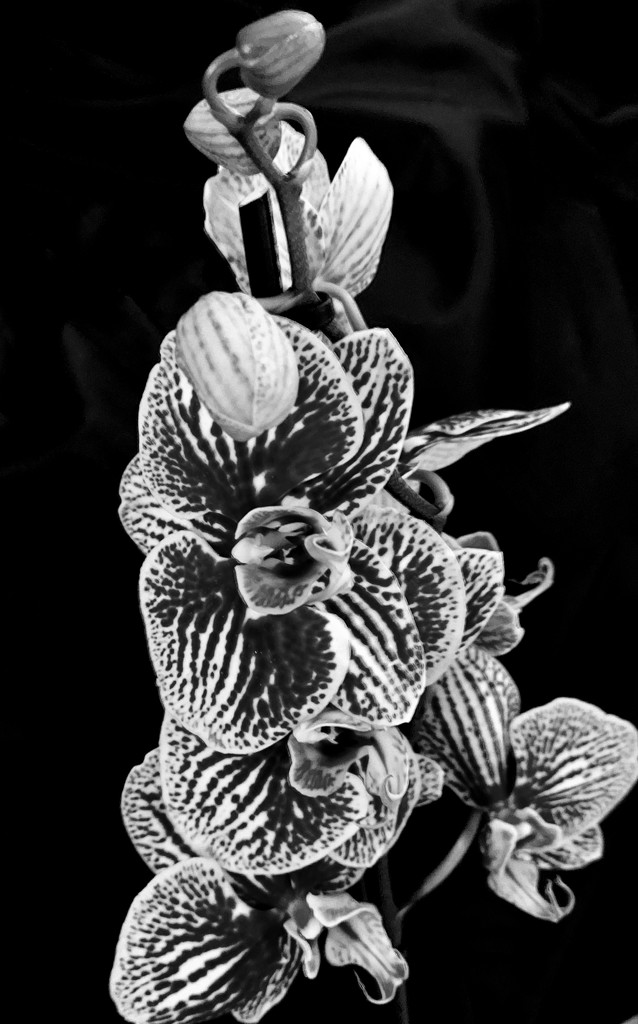 Orchid in B&W by harbie