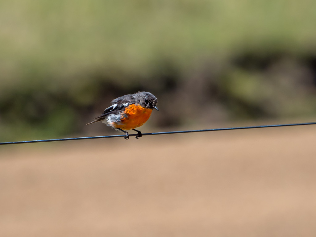 Robin on the line by gosia