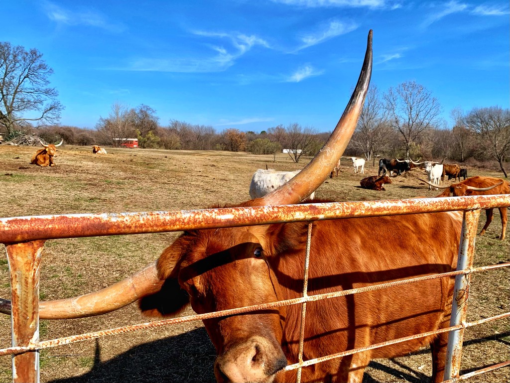 Can we just say this Longhorn’s fur is “burnt orange”?  by louannwarren