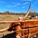 Can we just say this Longhorn’s fur is “burnt orange”?  by louannwarren