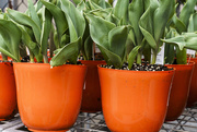 9th Mar 2021 - Orange Potted Hyacinths