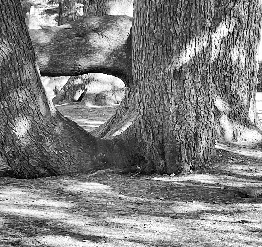 Cedar trunks by denful