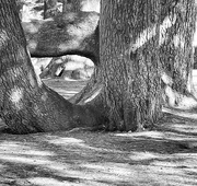 9th Mar 2021 - Cedar trunks
