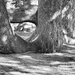Cedar trunks by denful