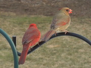 9th Mar 2021 - 3-9-21 Mr. and Mrs. Cardinal