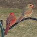 3-9-21 Mr. and Mrs. Cardinal by bkp