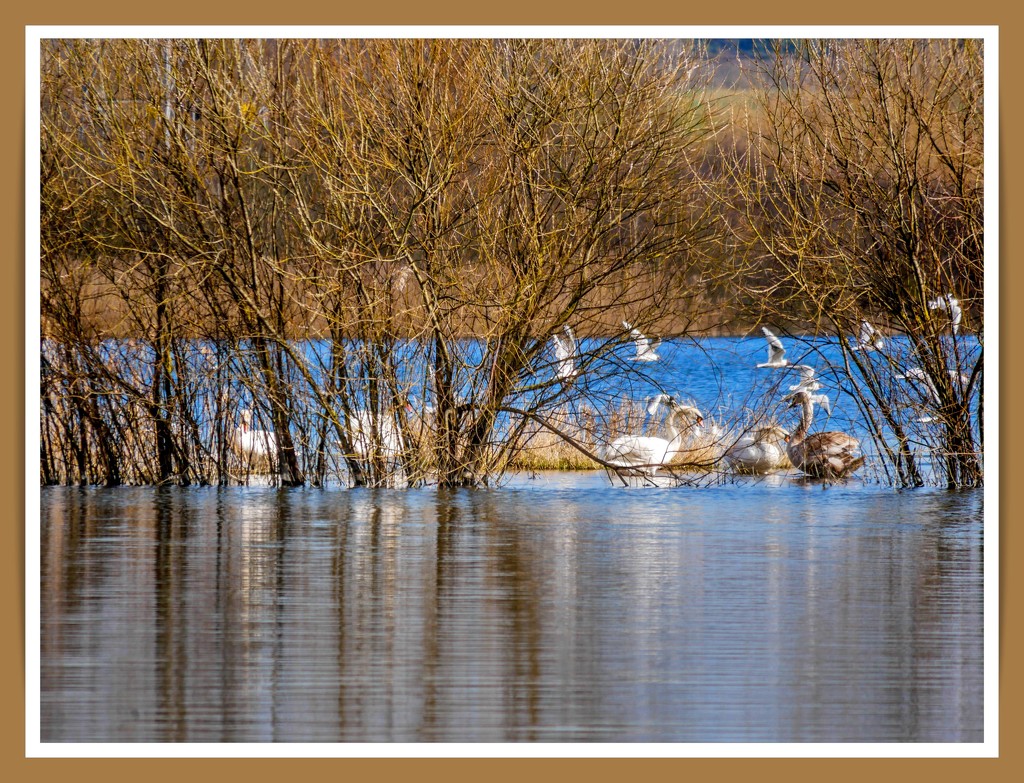 Lake View by carolmw