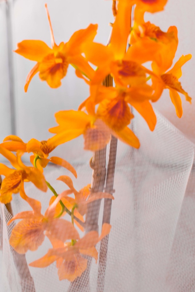 Orange Orchid by gerry13