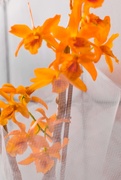 9th Mar 2021 - Orange Orchid
