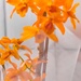 Orange Orchid by gerry13